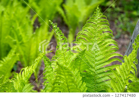 Close-up of vibrant green fern foliage illuminated by sunshine, showcasing detailed patterns and textures in a fresh and lively forest atmosphere. Close-up of vibrant green fern foliage illuminated by sunshine, showcasing detailed patterns and textures in a fresh and lively forest atmosphere. 127417480