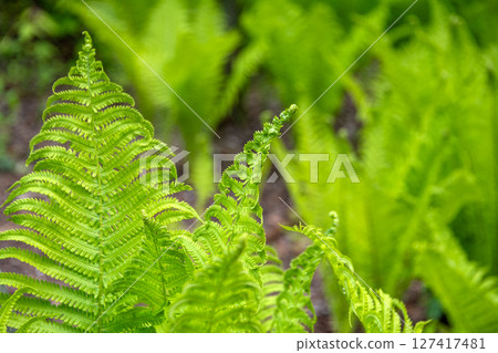 Close-up of vibrant green fern foliage illuminated by sunshine, showcasing detailed patterns and textures in a fresh and lively forest atmosphere. Close-up of vibrant green fern foliage illuminated by sunshine, showcasing detailed patterns and textures in a fresh and lively forest atmosphere. 127417481