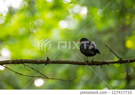 Blackbird Turdus merula. Spring Equinox. Return of the Birds Day. World Migratory Bird Day. 127417710