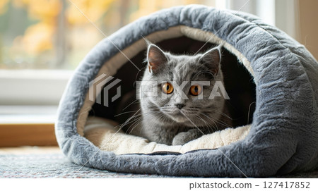 A fuzzy grey cat lounges inside a cave-style bed, enjoying the safe and warm enclosed space while looking curiously outwards 127417852
