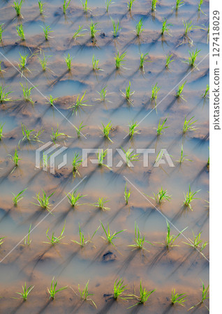 Rice Planted Rice Field Rice Planted Rice Field 127418029