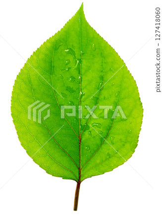 Vibrant green leaf showing water droplets on white background Vibrant green leaf showing water droplets on white background 127418060