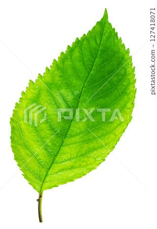 Vibrant green leaf showing water droplets on white background Vibrant green leaf showing water droplets on white background 127418071