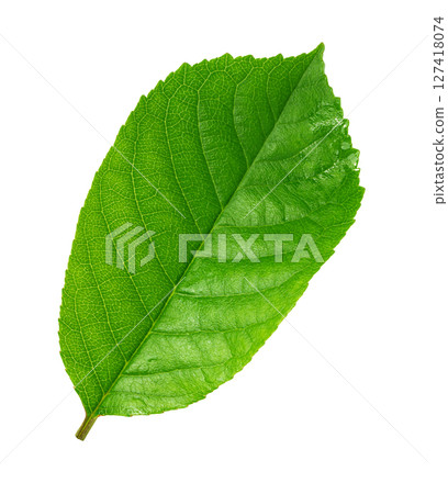 Green leaf showing veins lying on white background Green leaf showing veins lying on white background 127418074