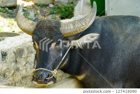 Portrait of a domesticated water buffalo with a rope halter, resting near a stone structure in Vietnam Portrait of a domesticated water buffalo with a rope halter, resting near a stone structure in Vietnam 127418090