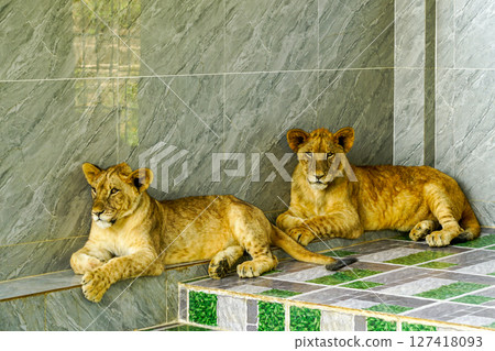 Two young lions resting on a tiled platform, calmly lounging in a shaded area with a marble-patterned wall 127418093