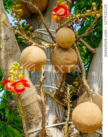 Cannonball tree with spherical fruits and red-orange blossoms growing directly from woody trunk Cannonball tree with spherical fruits and red-orange blossoms growing directly from woody trunk 127418128