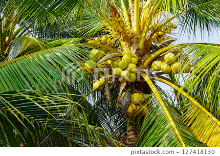 Closeup of green coconuts growing on palm tree with lush tropical leaves and a sunny sky background 127418130