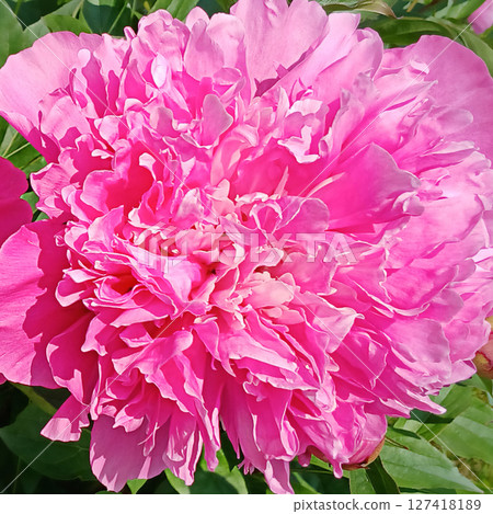 Bright pink flower close-up showcasing vibrant petals in natural detail 127418189