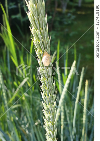 Closeup of a golden snail on a wheat stalk in natural sunlight Closeup of a golden snail on a wheat stalk in natural sunlight 127418190