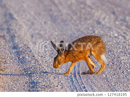 Funny looking Hare - Lepus europaeusin the field. 127418195
