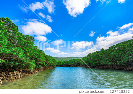 The natural scenery of the Fukidō River in Ishigaki Island, where mangroves spread out: the emerald flow 127418222