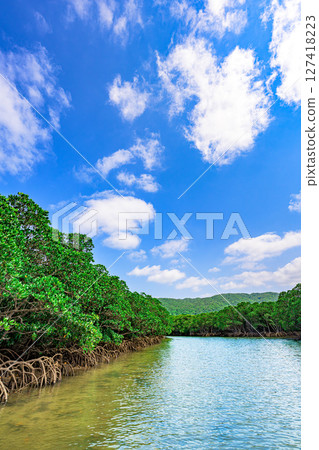 紅樹林遍佈的石垣島吹戶川的自然風光:翠綠的溪流 紅樹林遍佈的石垣島吹戶川的自然風光:翠綠的溪流 127418223