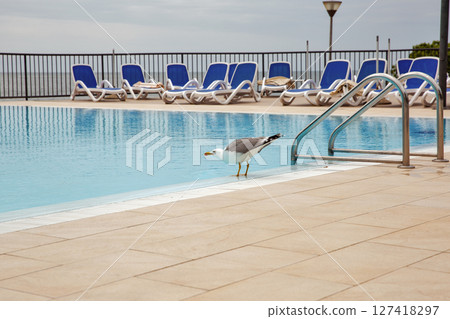 Seagull at outdoor swimming pool with sea view and loungers. 127418297