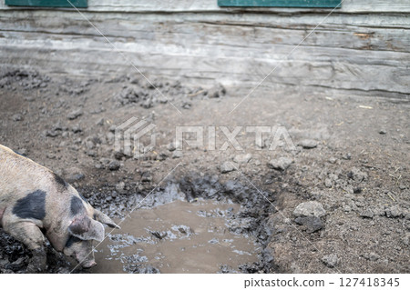 Head and snout of a adult pig sticking out past a wire fence.  127418345