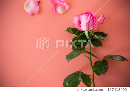 Single pink rose on pink background isolated Single pink rose on pink background isolated 127418493