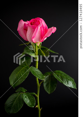 Single rose flower on black background Single rose flower on black background 127418495
