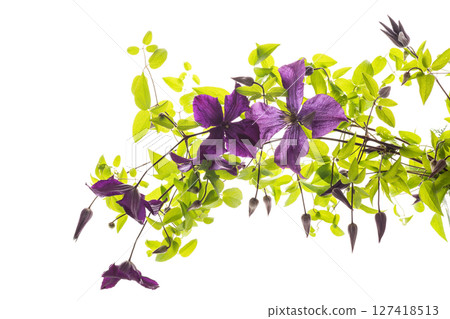 Branch of garden purple clematis close-up 127418513