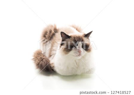 Domestic Ragdoll cat breed looking at camera 127418527