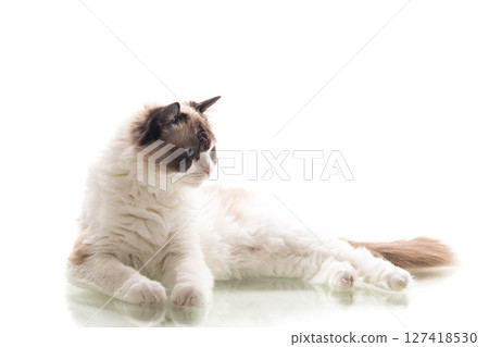 Blue-eyed fluffy Ragdoll sits in graceful pose 127418530