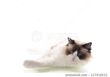 Well-groomed purebred Ragdoll cat on clean background Well-groomed purebred Ragdoll cat on clean background 127418531