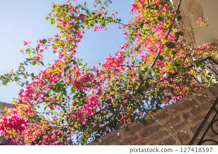 Blooming bougainvillea spills over a stone balcony under a clear sky. Summer travel, Mediterranean flora, and architectural serenity in historic towns. Blooming bougainvillea spills over a stone balcony under a clear sky. Summer travel, Mediterranean flora, and architectural serenity in historic towns. 127418597