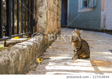 Tabby cat watching black cat through iron gate on cobblestone alley. Copy space 127418644