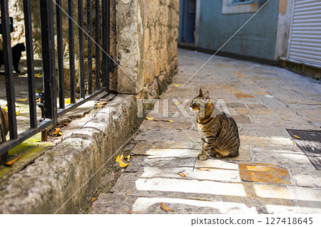 Tabby cat watching black cat through iron gate on cobblestone alley. 127418645