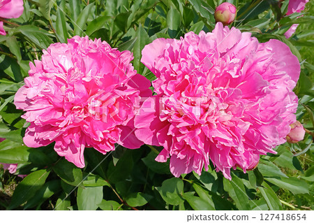 Vibrant pink peonies blooming in a garden during the spring season Vibrant pink peonies blooming in a garden during the spring season 127418654