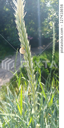 Close-up of a snail on wheat stem in sunlit nature landscape Close-up of a snail on wheat stem in sunlit nature landscape 127418656