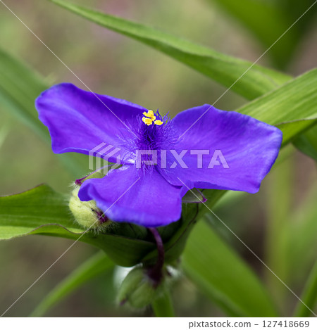 Purple flower close-up with vibrant petals and lush green foliage Purple flower close-up with vibrant petals and lush green foliage 127418669