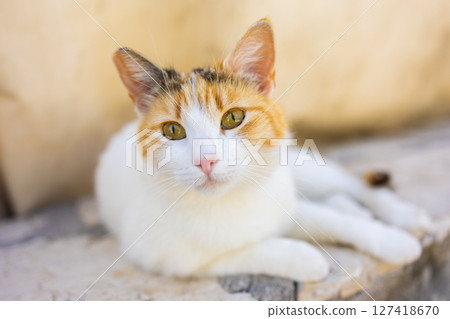 Close-up of calico cat resting on stone surface in soft natural light. Domestic pet, calm expression, and peaceful outdoor moment. 127418670