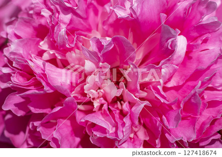Bright pink flower close-up showcasing vibrant petals in natural detail Bright pink flower close-up showcasing vibrant petals in natural detail 127418674