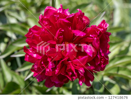 Vibrant close-up of a blooming red peony in lush green foliage Vibrant close-up of a blooming red peony in lush green foliage 127418676