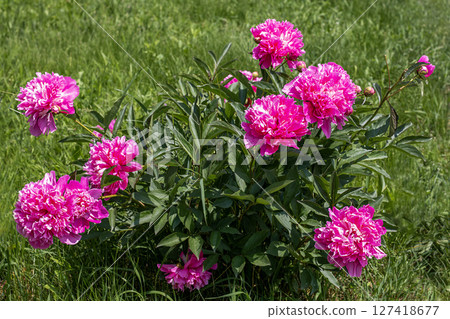 Pink blooming peonies on a sunny day in a green grassy garden. Pink blooming peonies on a sunny day in a green grassy garden. 127418677