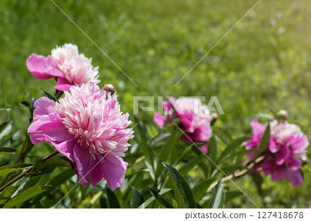 Close-up of vibrant pink flowers in a sunny outdoor garden landscape 127418678