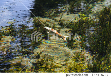 Minamiaso Village spring water area (Myojinike Famous Water Park) in the season of fresh greenery 127418707