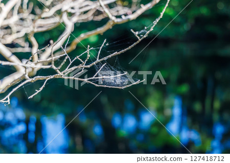 新綠時節的南阿蘇村湧水區(明神池名水公園) 新綠時節的南阿蘇村湧水區(明神池名水公園) 127418712