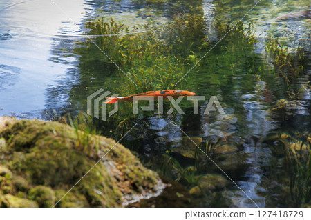新綠時節的南阿蘇村湧水區（明神池名水公園） 127418729