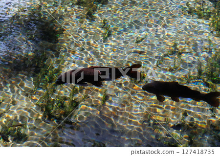 新綠時節的南阿蘇村湧水區（明神池名水公園） 127418735