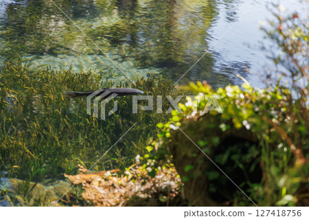 Minamiaso Village spring water area (Myojinike Famous Water Park) in the season of fresh greenery Minamiaso Village spring water area (Myojinike Famous Water Park) in the season of fresh greenery 127418756