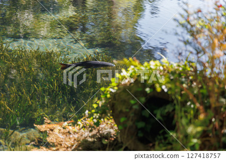 新綠時節的南阿蘇村湧水區（明神池名水公園） 127418757