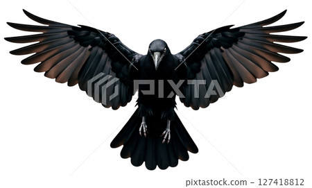 A carrion crow showcases its deep black plumage and glossy feather texture while flying with wings fully extended. Its flight posture enhances the elegance of the moment in nature. 127418812