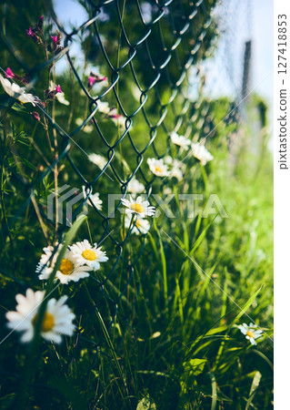 chamomile blossoms growing at fence at side of the road 127418853