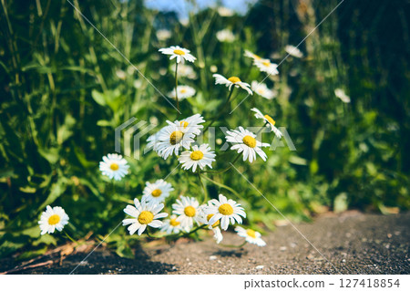 chamomile growing over sidewalk 127418854