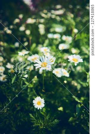 chamomile blossoms against green background 127418865