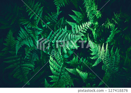 Green Ferns on forest ground Green Ferns on forest ground 127418876