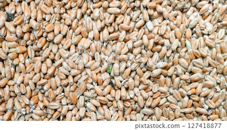 Scattered pile of raw wheat grains close up 127418877