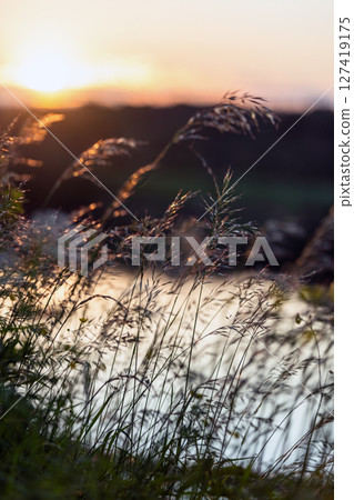 Beautiful grasses swaying in the foreground at warm and golden sunset Beautiful grasses swaying in the foreground at warm and golden sunset 127419175