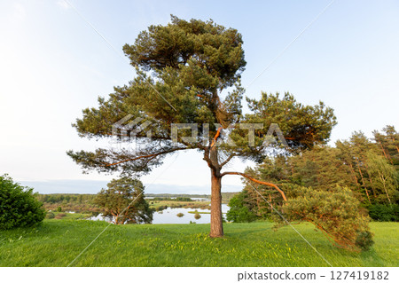 A lone pine stands atop a grassy hill overlooking a calm lake and lush forest 127419182